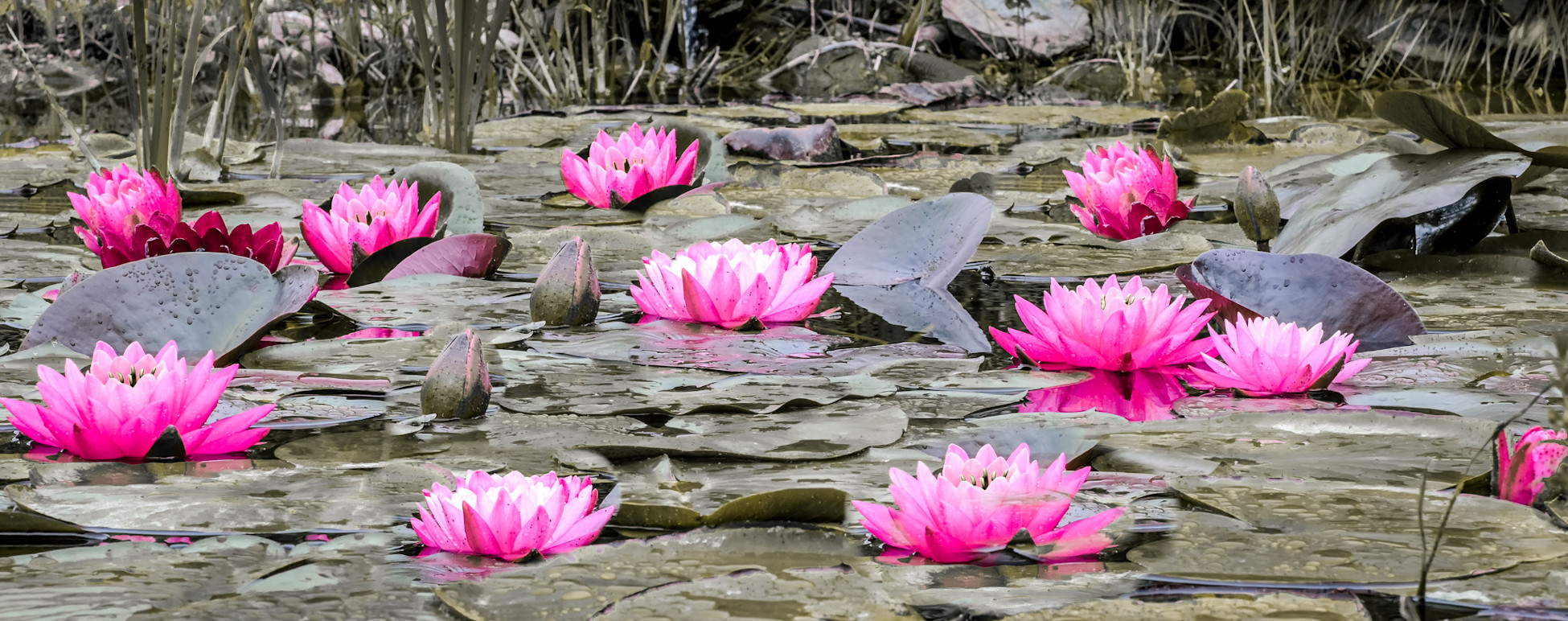 Lotosblüten Lotosblüten